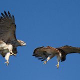 12SB7864 Red-tailed Hawks